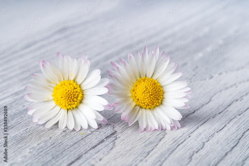 Obraz premium Two daisy flowers on wooden background - Chamomile Flower