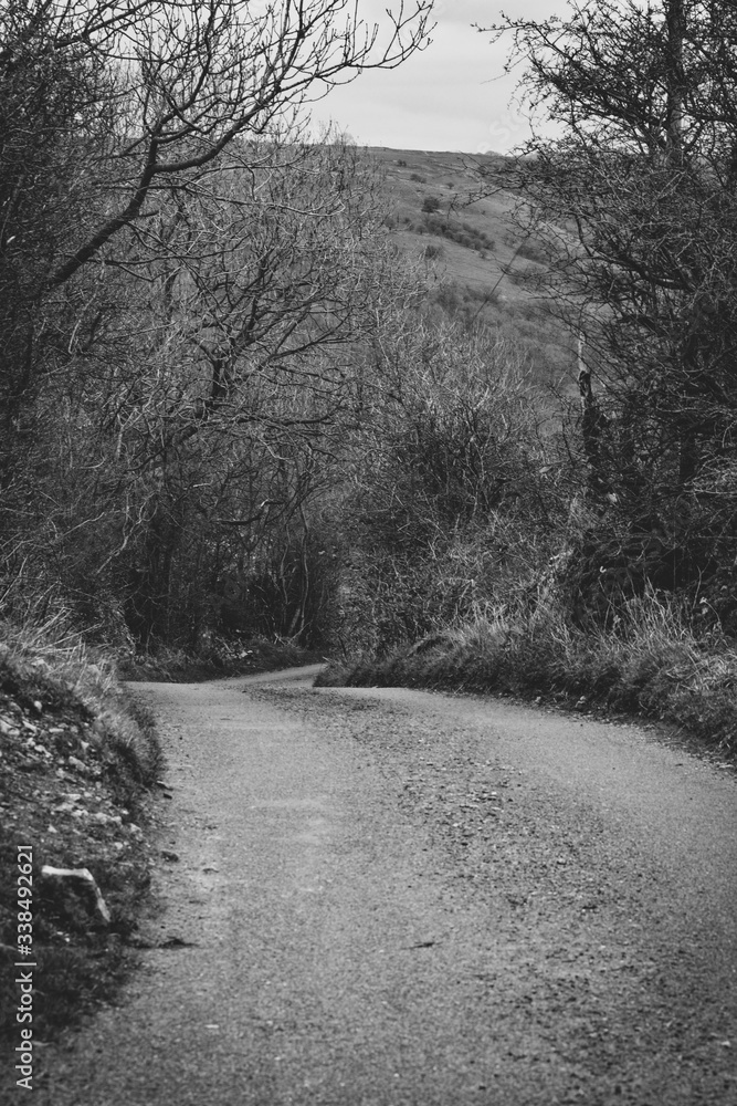 Obraz premium road in the woods