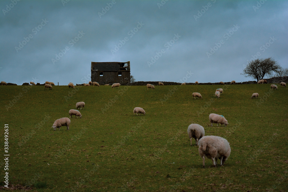 Fototapeta premium sheep in the field