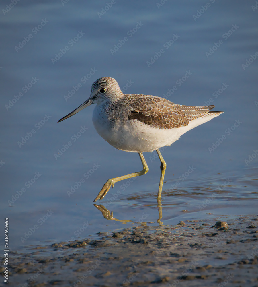 Obraz premium Greenshank, Tringa nebularia, Stepping Carefully Through The Mud In The Shallows Looking For Food. Taken at Keyhaven UK