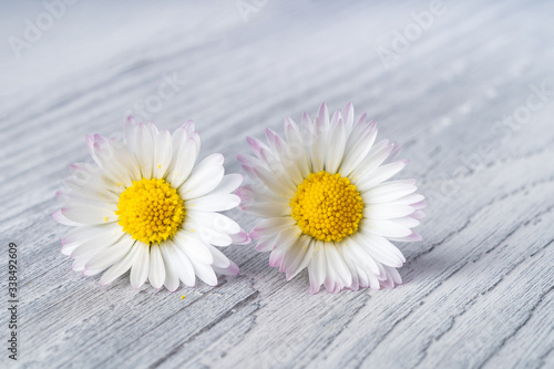 Two daisy flowers on wooden background - Chamomile Flower