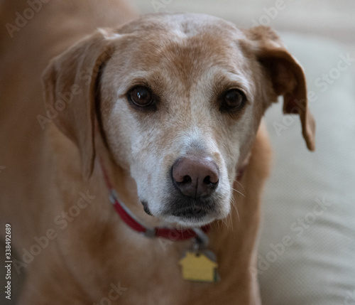 Wallpaper Mural Puppy Love Torontodigital.ca