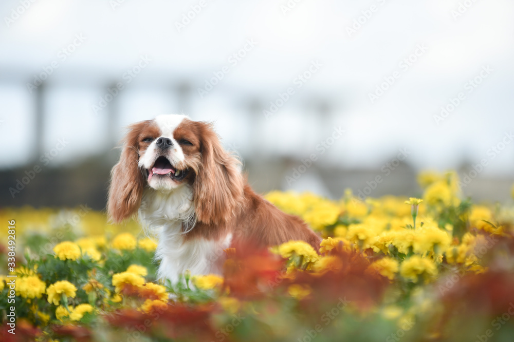花畑とキャバリア 花畑とキャバリア