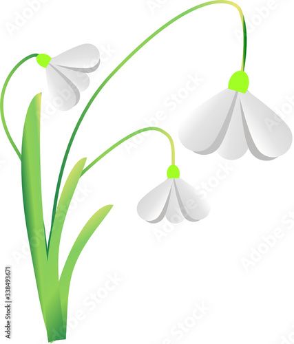 Snowdrop Galanthus vector