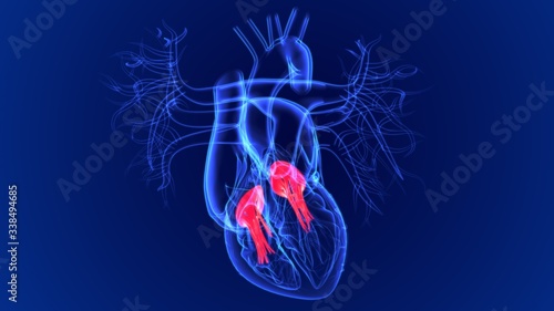 3d Illustration Human Heart Tricuspid and Bicuspid Valve For Medical Concept photo