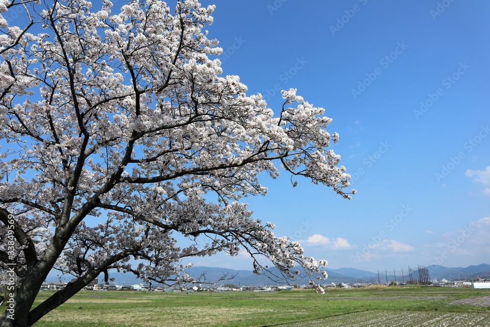 藤原京　菜の花畑と桜並木