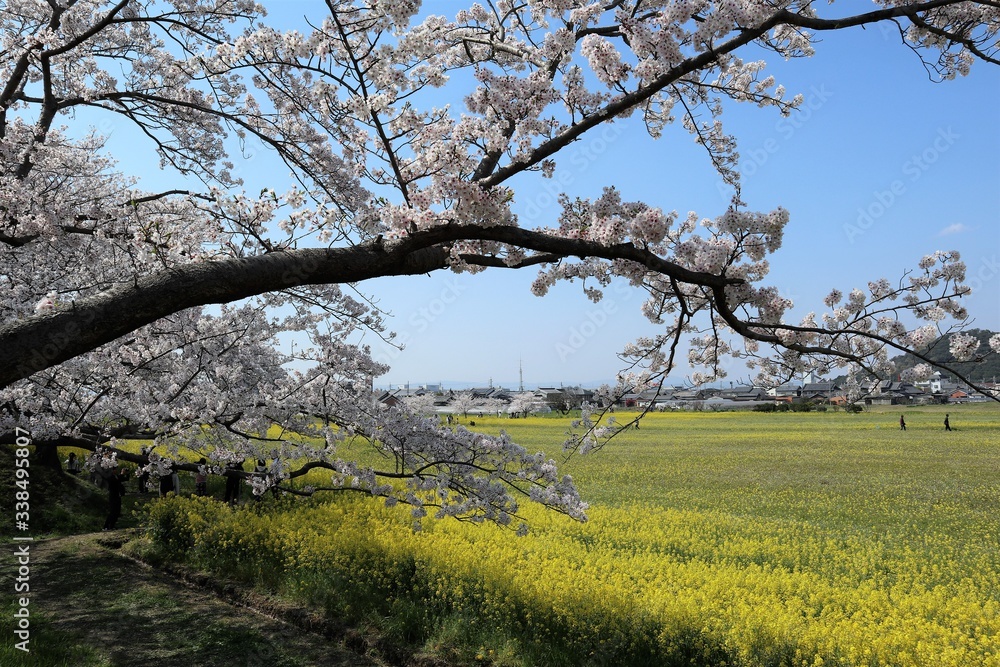 藤原京　菜の花畑と桜並木