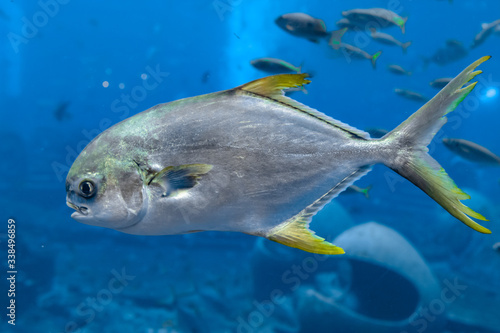 Trachinotus blochii or snubnose pompano in Atlantis  Sanya  Hainan  China.. Pompanos are marine fishes in the genus Trachinotus in the family Carangidae  better known as  jacks  .