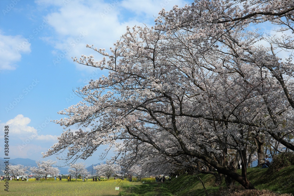 藤原京　菜の花畑と桜並木