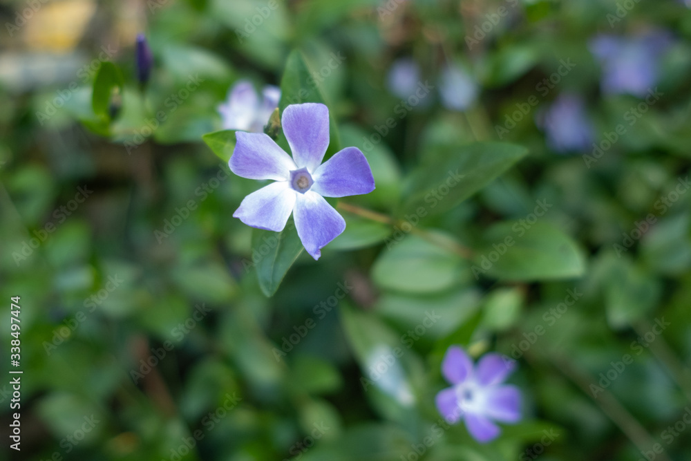 violet five petals flower on green leaves background violet five petals flower on green leaves background