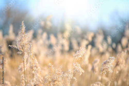Dry reeds by the lake. Golden reeds in the sun in early spring. Abstract natural background.