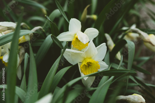 white spring narcissus flowers 