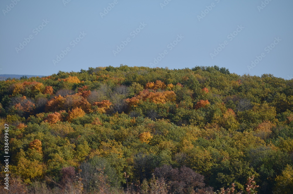 autumn in the forest