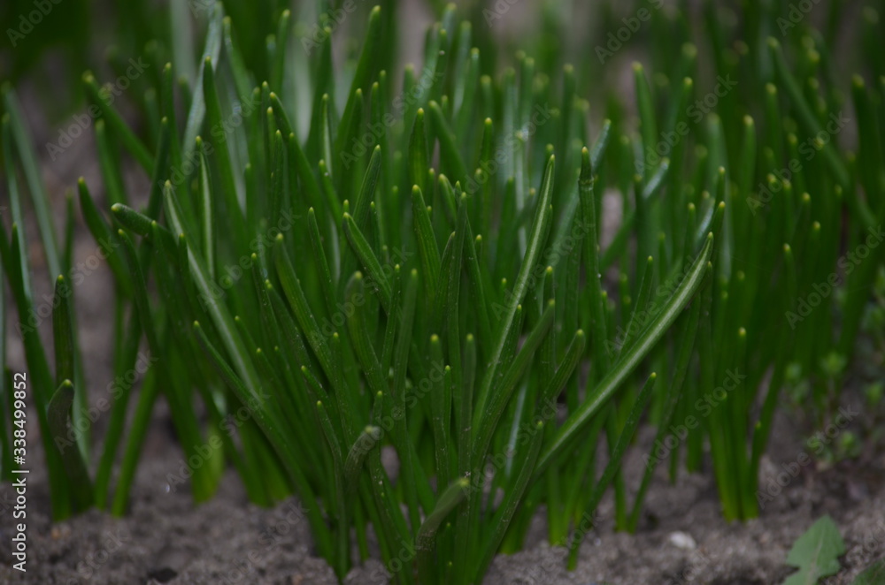 Fototapeta premium dew on grass