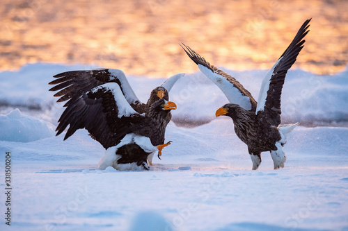 The Steller's sea eagle, Haliaeetus pelagicus  The birds are fighting in the sea during winter Japan Hokkaido Wildlife scene from Asia nature. came from Kamtchatka..