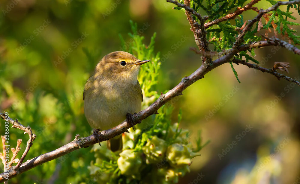 Chiffchaff, phylloscopus collybitus. A bird sits on a branch