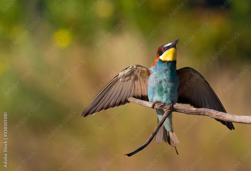 European bee-eater, merops apiaster. A bird sits on a branch, spread its wings European bee-eater, merops apiaster. A bird sits on a branch, spread its wings