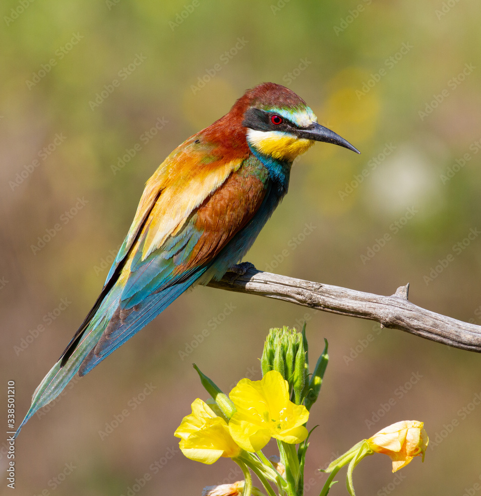Fototapeta premium European bee-eater, merops apiaster. Bird sits on a dry branch near a beautiful flower