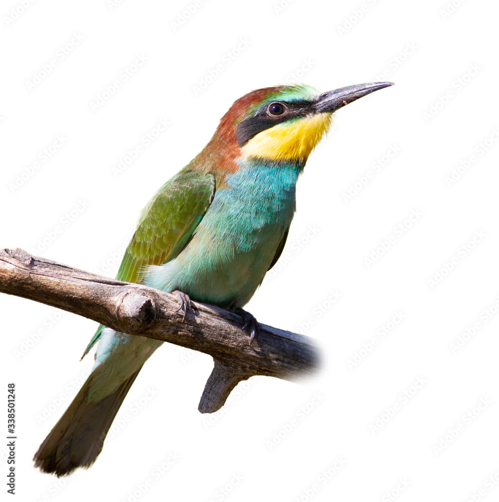 Obraz premium European bee-eater, merops apiaster. A young bird sits on a branch, isolated