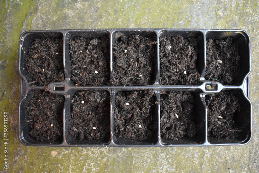 Growing tomatoes and courgettes. Sowing the veg 8 weeks before the final frost of the winter. Sprinkle seeds thinly onto good quality compost Cover with soil and water lightly with a rose watering can