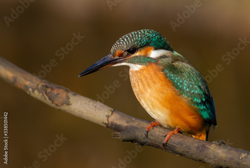 Kingfisher, alcedo. Morning light, a female sits on a branch