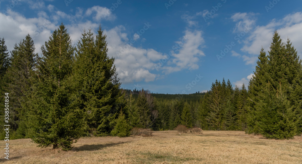 Spruce green tree with blue sky and white clouds in spring day