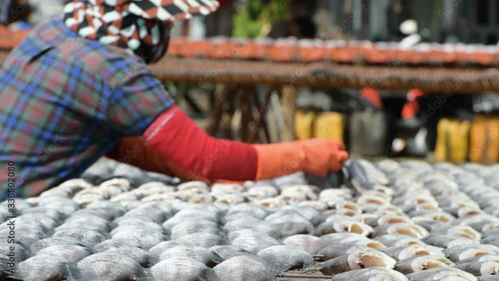 Fisherman Preparation for gourami Fish that are dried in solar fish