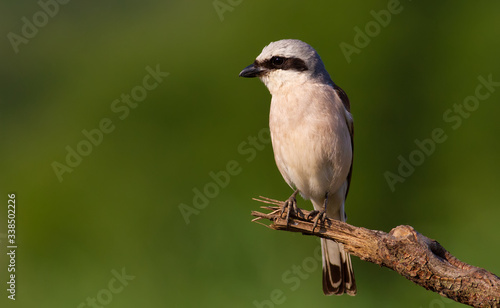 Red-backed shrike, Lanius collurio. A bird sits on an old broken branch. Beautiful green background, pleasant bokeh.