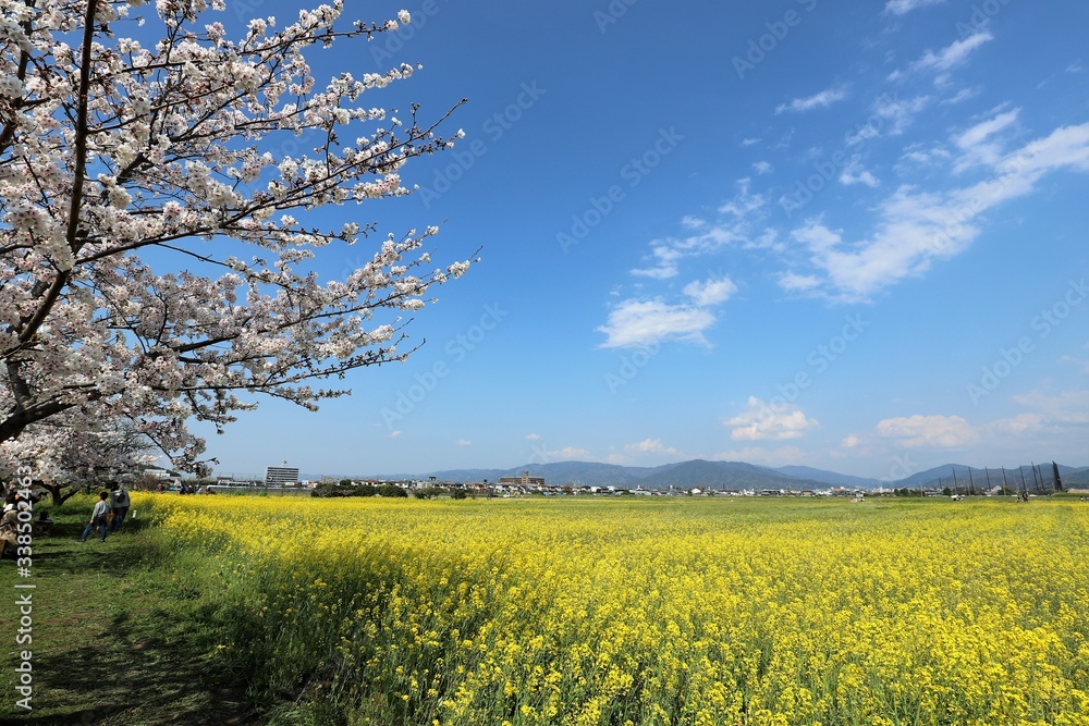 藤原京 菜の花畑と桜並木 藤原京 菜の花畑と桜並木