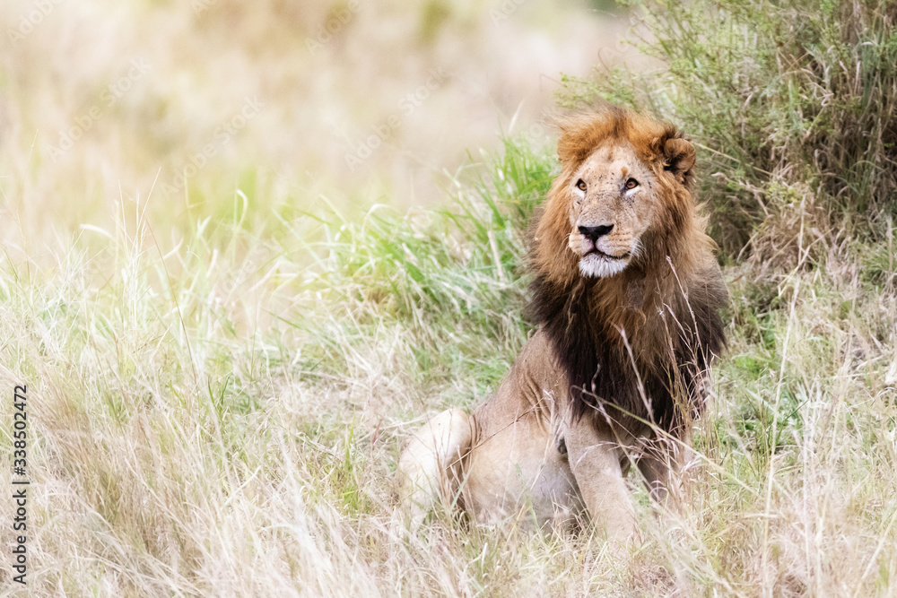 Male lion in the grasses of the Masai Mara Male lion in the grasses of the Masai Mara