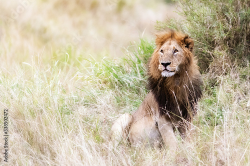Male lion in the grasses of the Masai Mara