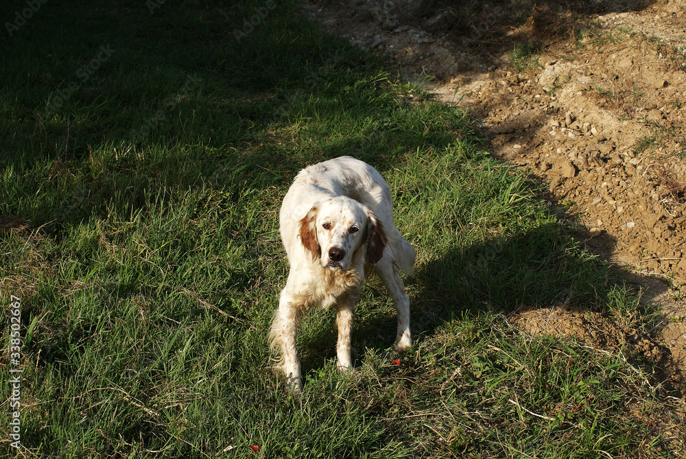 Fototapeta premium The dog walks on the street, a pet.