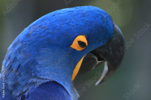 Arara Azul