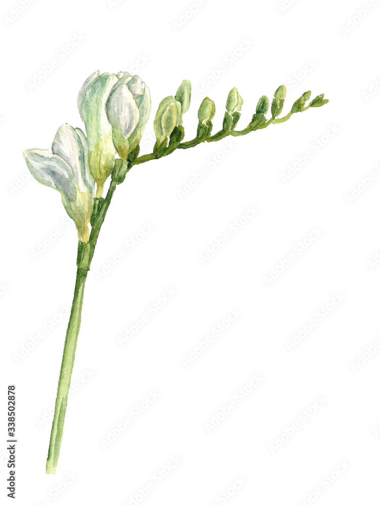 Obraz premium Watercolor image of white freesia flowers