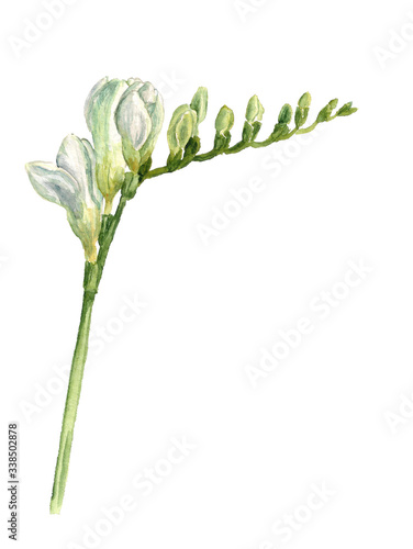 Watercolor image of white freesia flowers