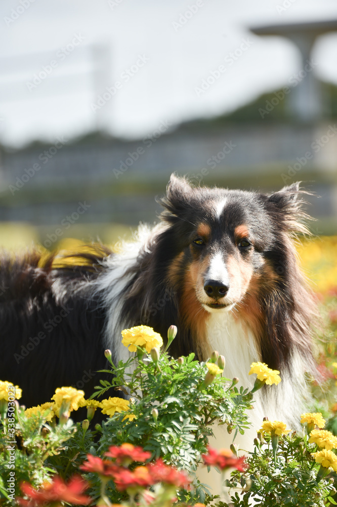 Fototapeta premium 春を感じるシェルティー