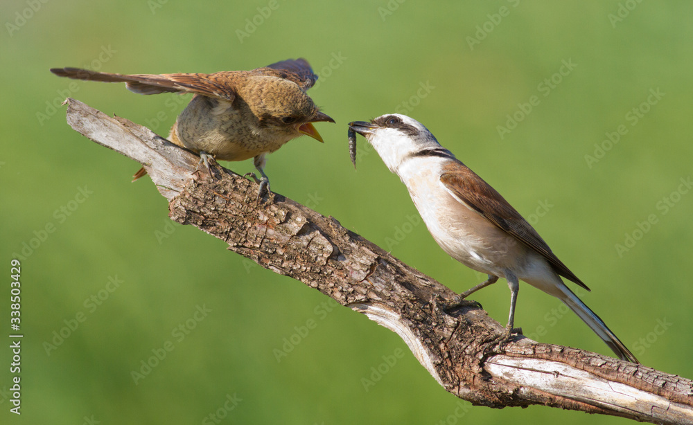 Obraz premium Red-backed shrike, Lanius collurio. A young bird asks for food from its parents. The male feeds his chick.