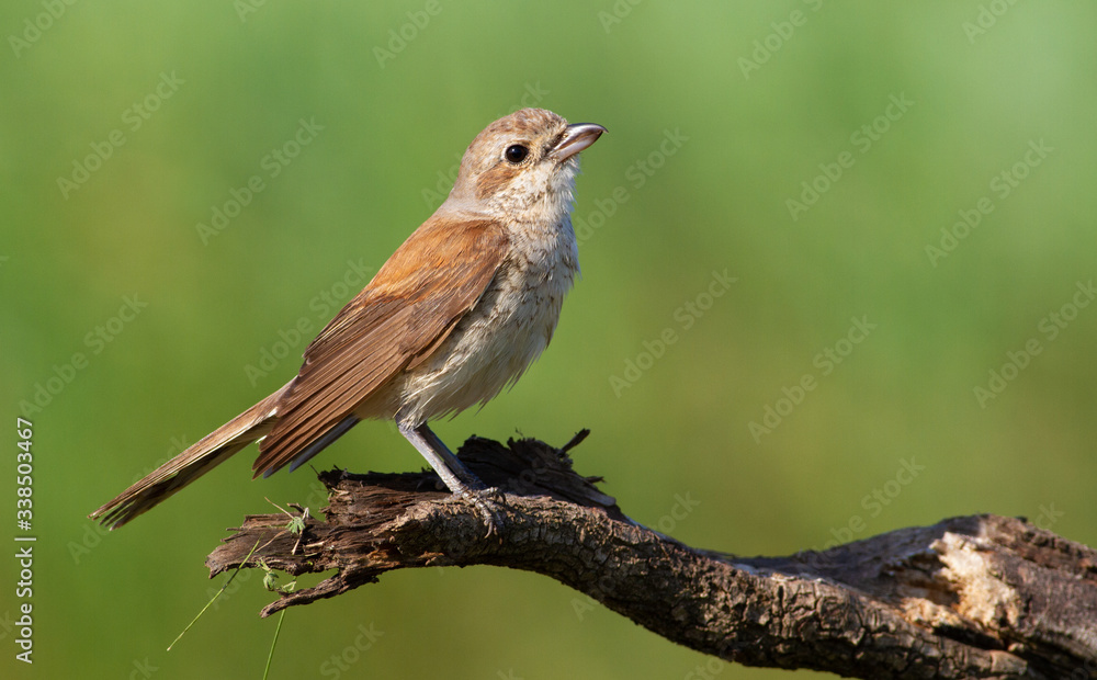 Red-backed shrike, Lanius collurio. A young bird is sitting on a branch, waiting for his parents to bring him food.