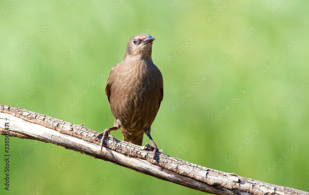 Common starling, Sturnus vulgaris. A young bird in the morning sits on an old dry branch. Beautiful sunlight. Common starling, Sturnus vulgaris. A young bird in the morning sits on an old dry branch. Beautiful sunlight.