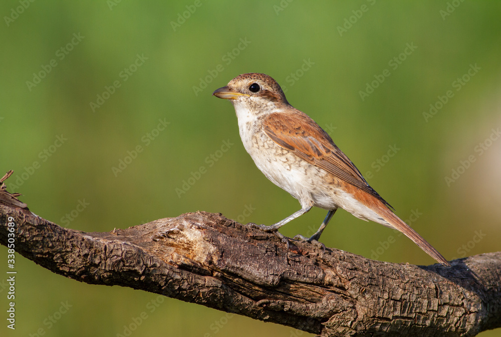Red-backed shrike, Lanius collurio. Early morning, a young bird sits on a beautiful old branch. The sun perfectly illuminates her
