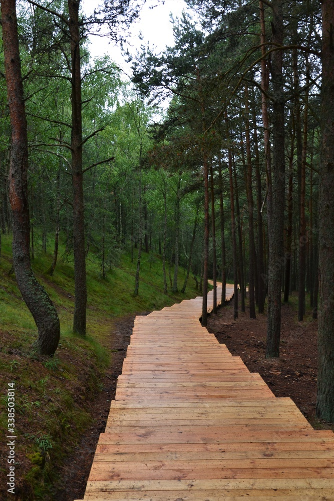 Baltic sea, Curonian spit, Dancing forest, Sand dunes Baltic sea, Curonian spit, Dancing forest, Sand dunes