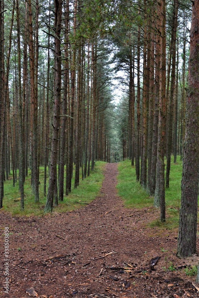 Obraz premium Baltic sea, Curonian spit, Dancing forest, Sand dunes