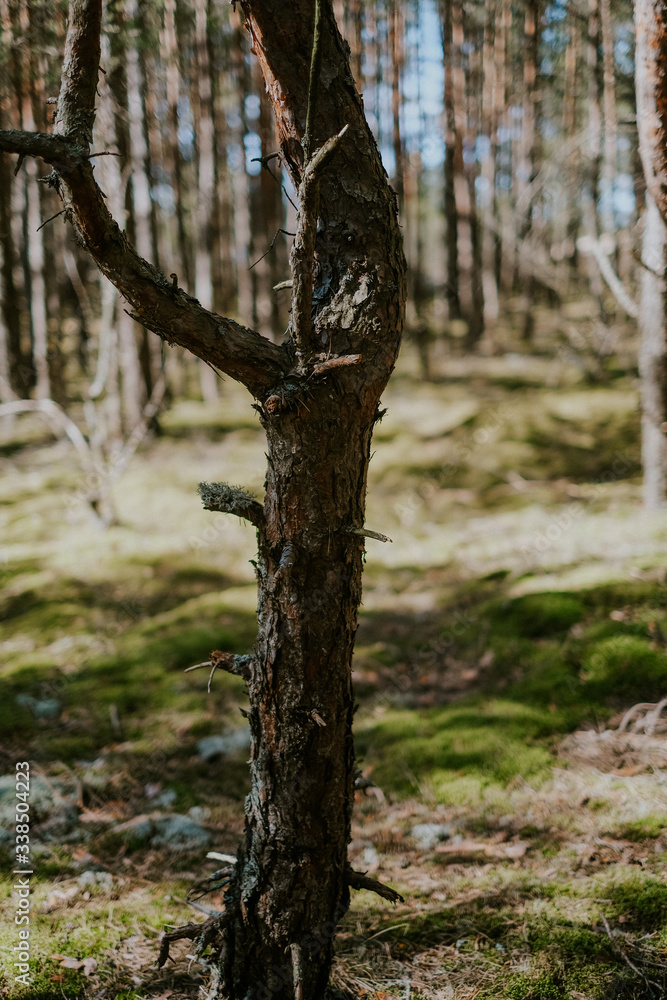 Fototapeta premium Pine in Latvian forest
