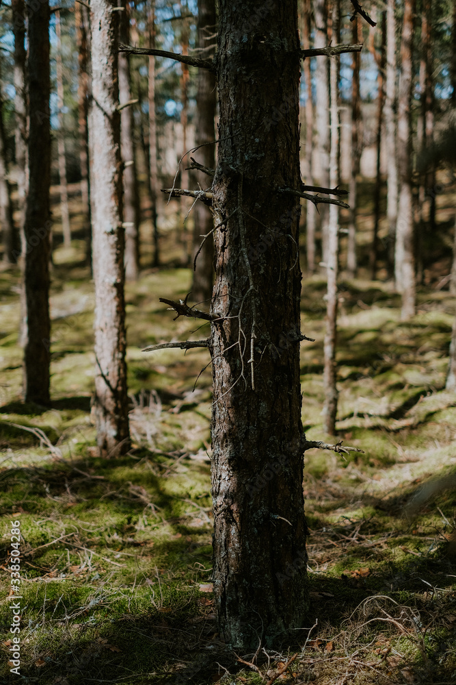 Pine in Latvian forest