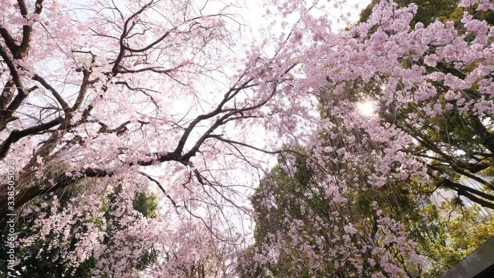 Look to flowers of large blossoming cherry tree, end of Hanami time at Japan. Drooping branches with pink flowers, sun light flash through. Beautiful shot, first person view Look to flowers of large blossoming cherry tree, end of Hanami time at Japan. Drooping branches with pink flowers, sun light flash through. Beautiful shot, first person view