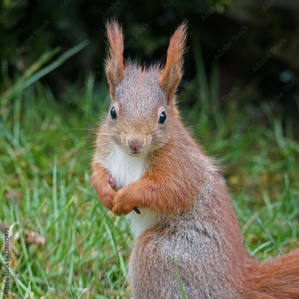 Fototapeta premium Eichhörnchen, Sciurus vulgaris,sitzt aufrecht und guckt in die Kamera
