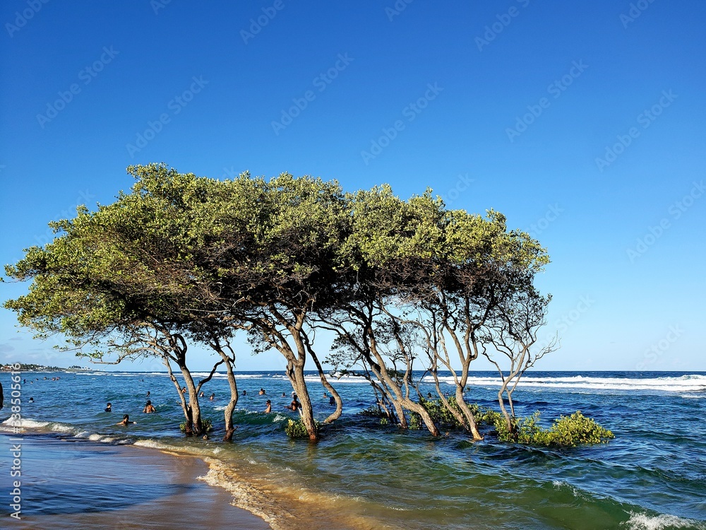 árvores, vegetação, água salgada, praia, mar, natureza, paraíso, maré alta, paraíso árvores, vegetação, água salgada, praia, mar, natureza, paraíso, maré alta, paraíso