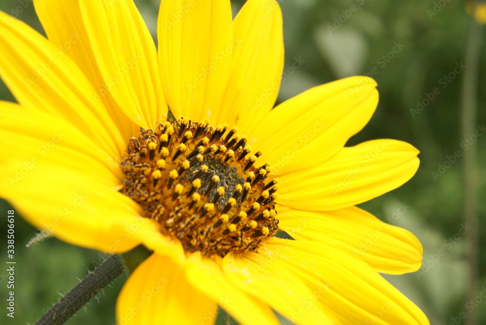 sunflower on a green background sunflower on a green background