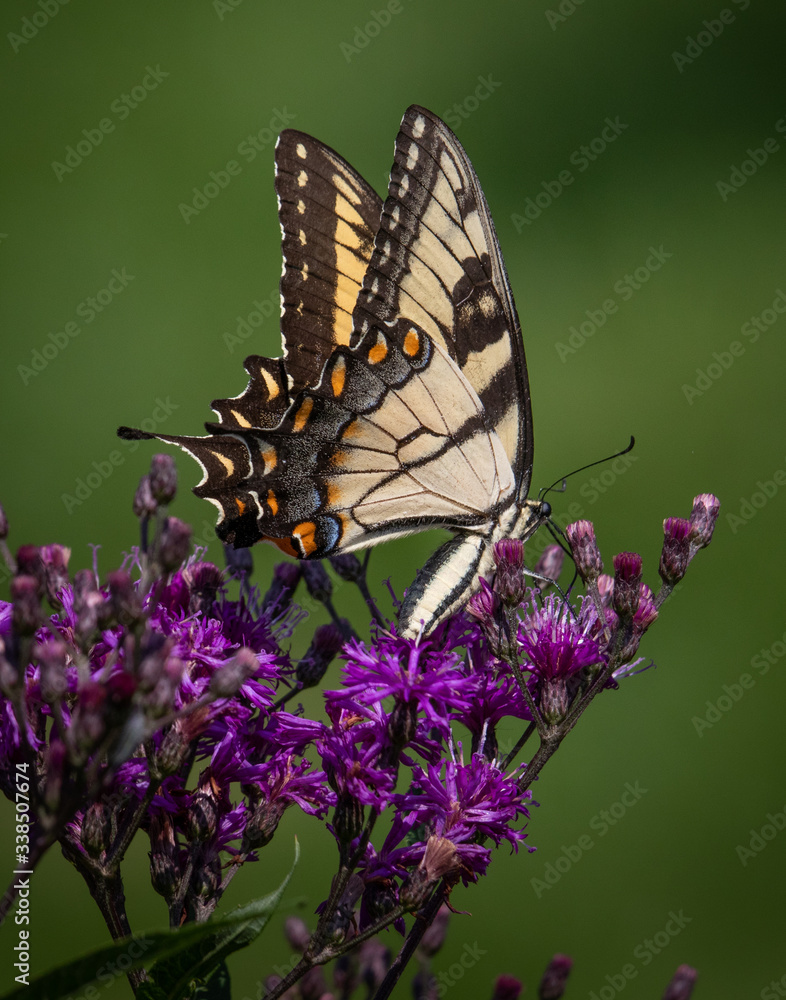 An eastern yellow swallowtail butterfly feeds on nectar from some purple flowers An eastern yellow swallowtail butterfly feeds on nectar from some purple flowers