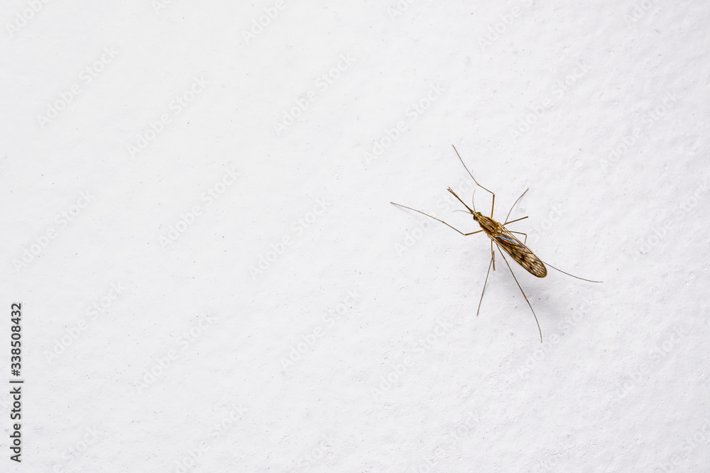 Dangerous Dengue Infected Mosquito on White Wall. Leishmaniasis, Encephalitis, Yellow Fever, Dengue, Malaria Disease, Mayaro or Zika Virus Infectious Culex Mosquito Parasite Insect Macro.
